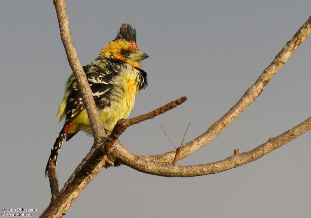 Crested Barbet