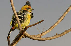 Crested Barbet