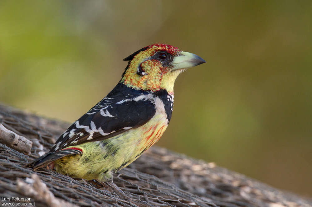 Crested Barbetadult, aspect, pigmentation