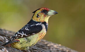 Crested Barbet