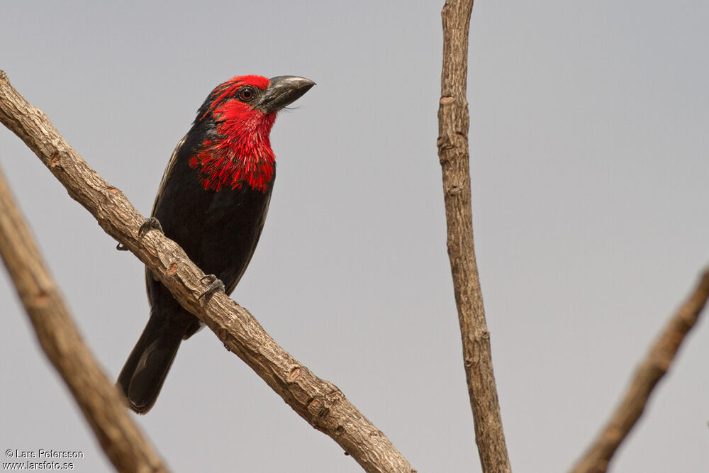 Black-billed Barbet