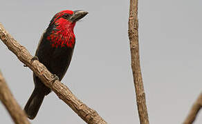 Black-billed Barbet