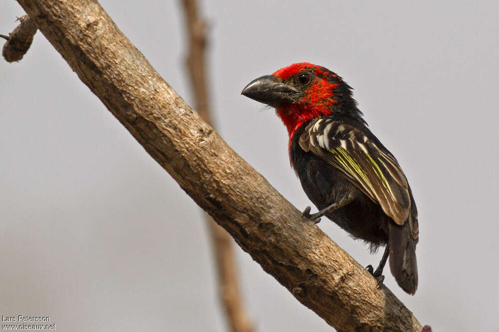 Black-billed Barbetadult, identification