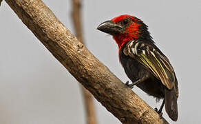 Black-billed Barbet