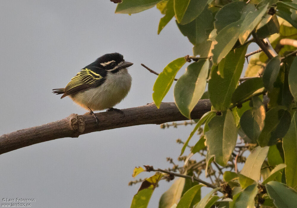 Yellow-rumped Tinkerbird