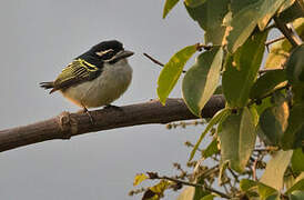 Yellow-rumped Tinkerbird