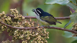 Yellow-rumped Tinkerbird