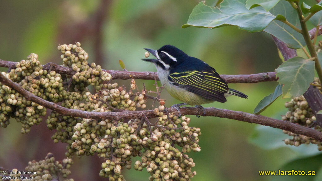 Yellow-rumped Tinkerbird