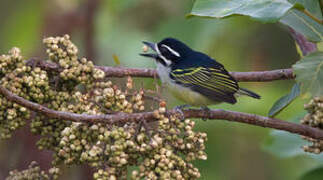 Yellow-rumped Tinkerbird