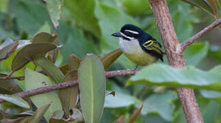 Yellow-rumped Tinkerbird