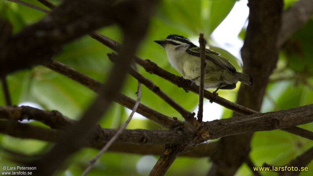 Yellow-rumped Tinkerbird