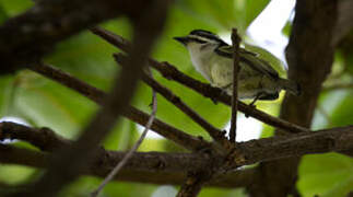 Yellow-rumped Tinkerbird