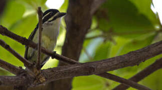 Yellow-rumped Tinkerbird