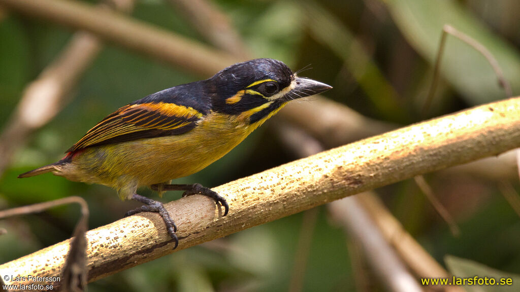 Red-rumped Tinkerbird