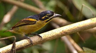 Red-rumped Tinkerbird