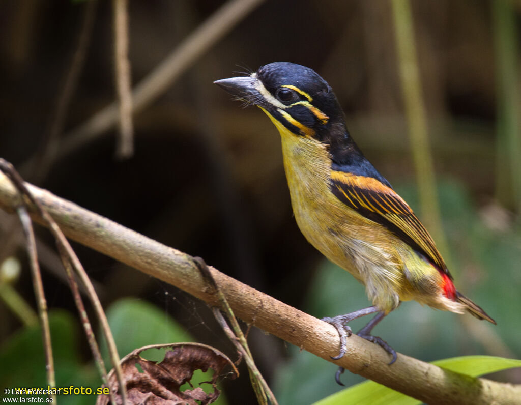 Red-rumped Tinkerbird