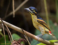 Red-rumped Tinkerbird