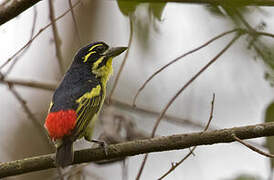 Red-rumped Tinkerbird