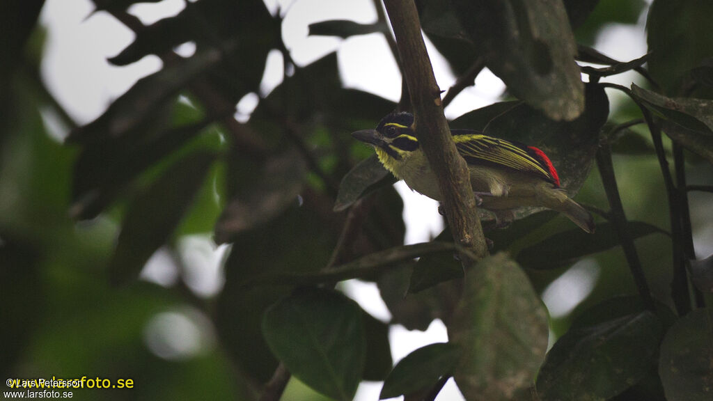 Red-rumped Tinkerbird