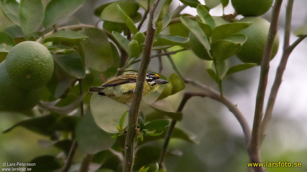 Yellow-fronted Tinkerbird