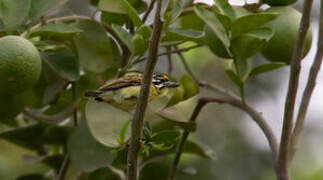 Yellow-fronted Tinkerbird