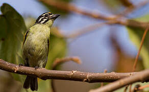 Yellow-fronted Tinkerbird