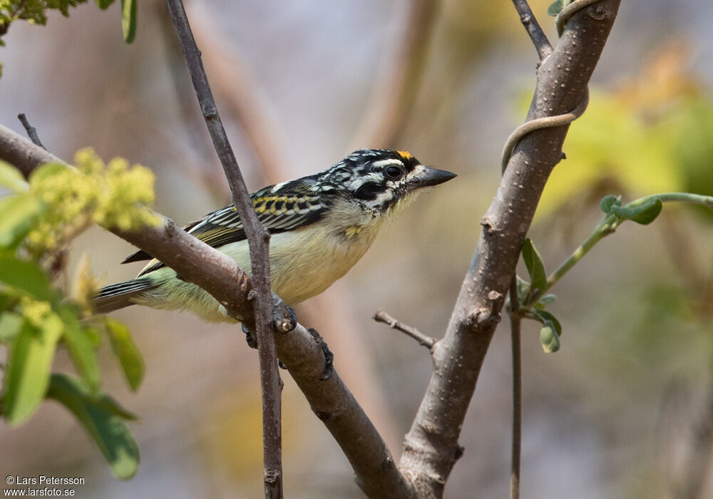 Yellow-fronted Tinkerbird