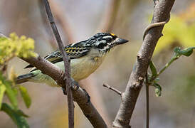 Yellow-fronted Tinkerbird