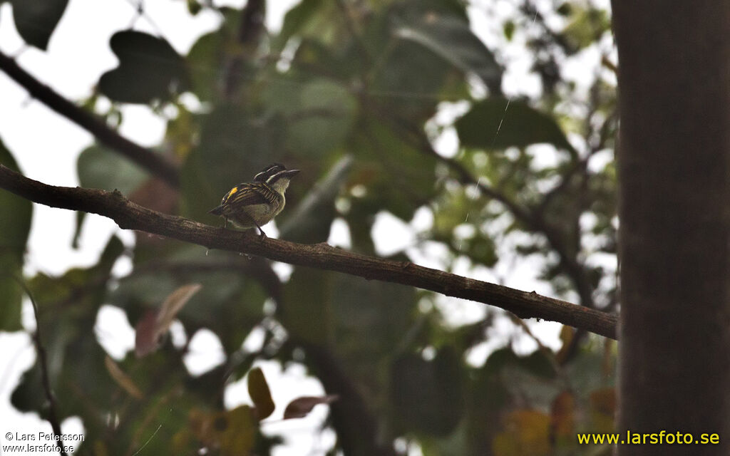 Yellow-throated Tinkerbird