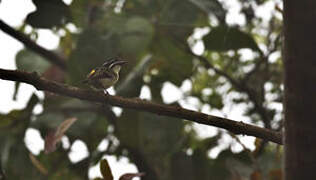 Yellow-throated Tinkerbird