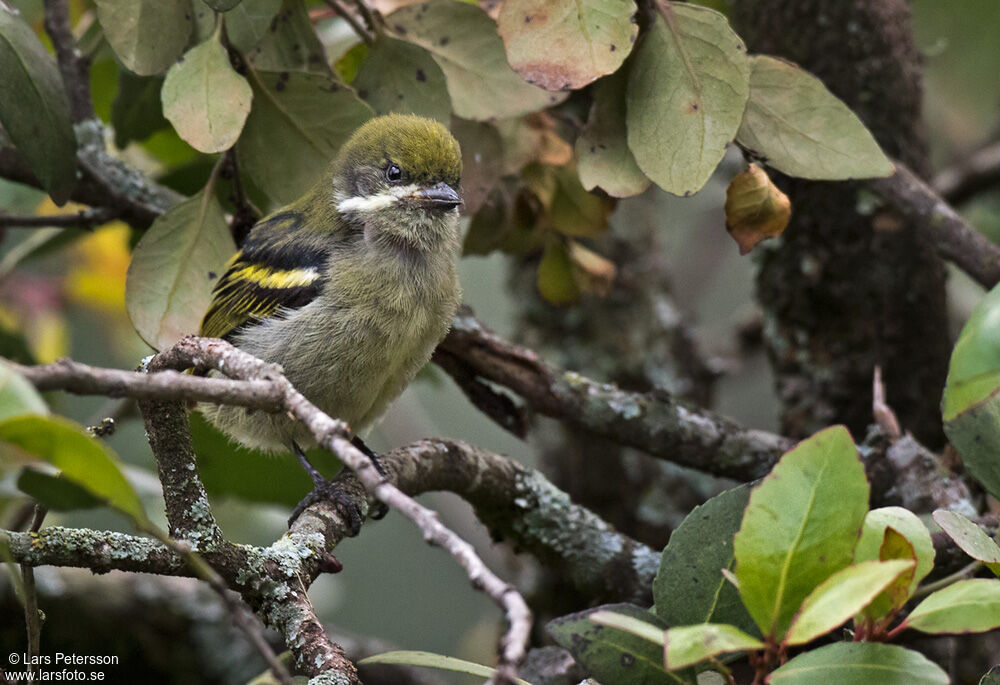 Moustached Tinkerbird