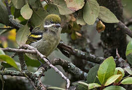 Moustached Tinkerbird