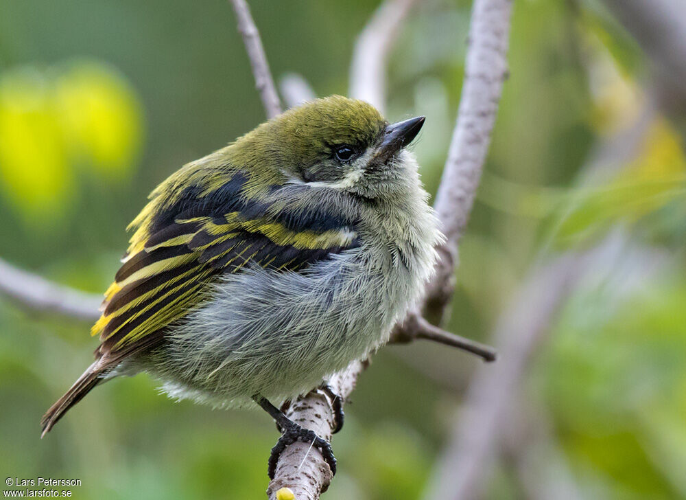 Moustached Tinkerbird