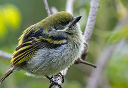 Moustached Tinkerbird