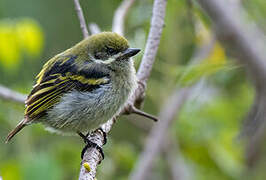 Moustached Tinkerbird