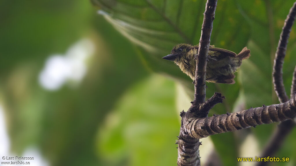 Speckled Tinkerbird