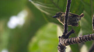 Speckled Tinkerbird