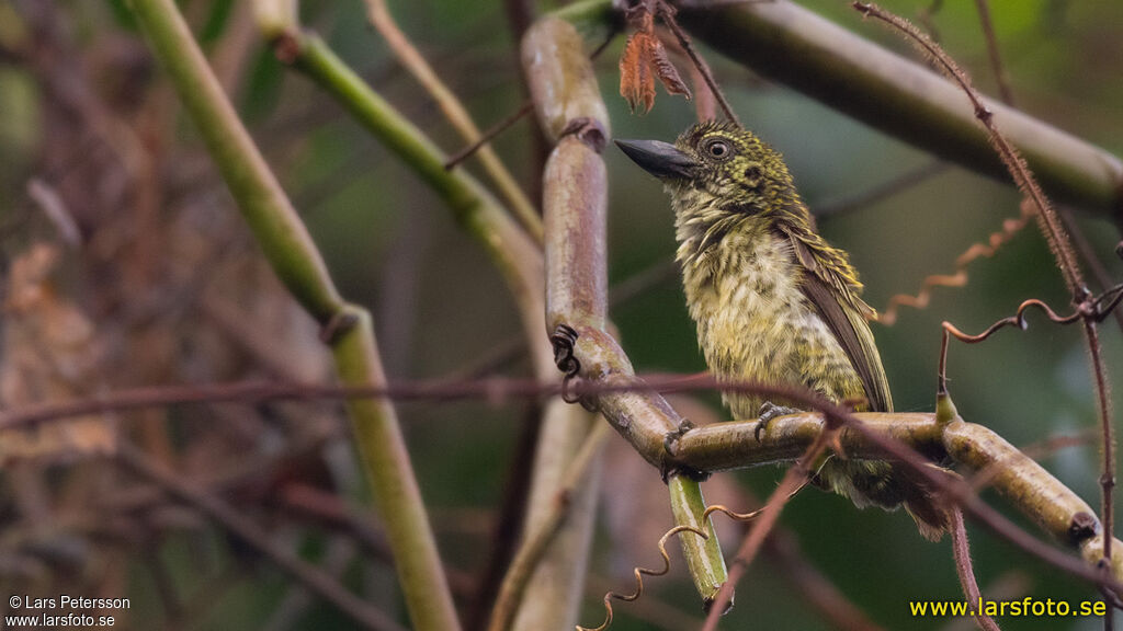 Speckled Tinkerbird