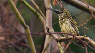 Speckled Tinkerbird