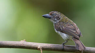 Speckled Tinkerbird