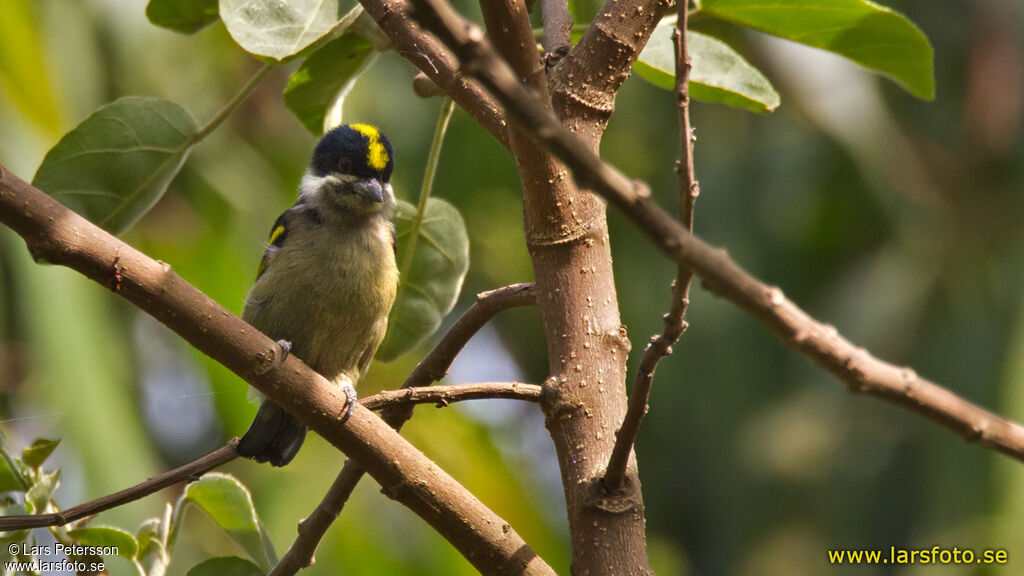 Western Tinkerbird