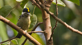 Western Tinkerbird