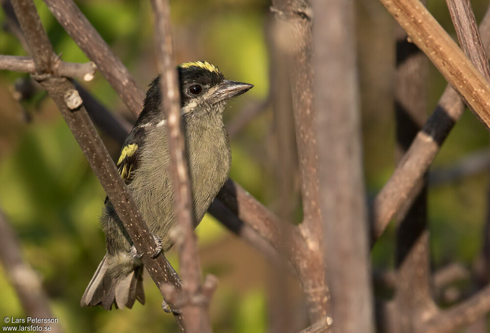 Western Tinkerbird