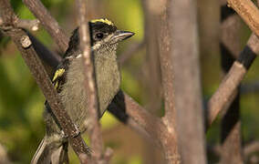 Western Tinkerbird