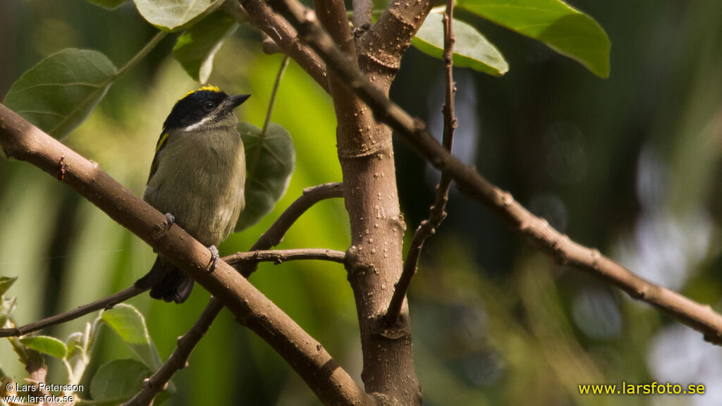 Western Tinkerbird