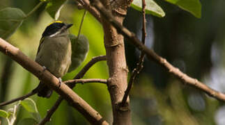 Western Tinkerbird