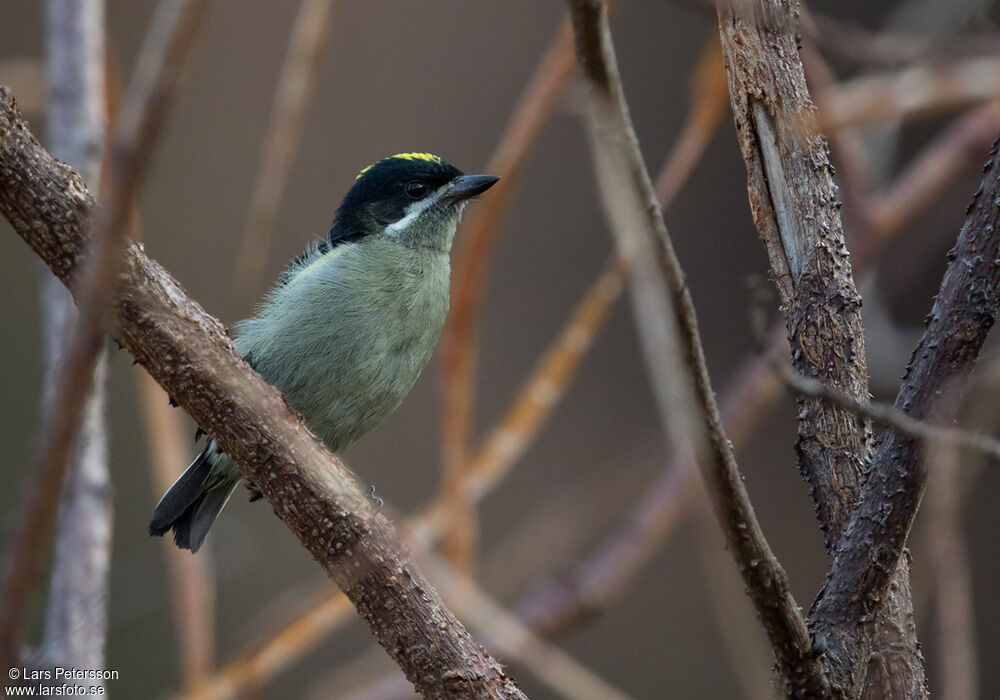 Western Tinkerbird