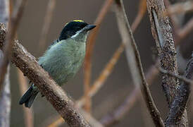 Western Tinkerbird