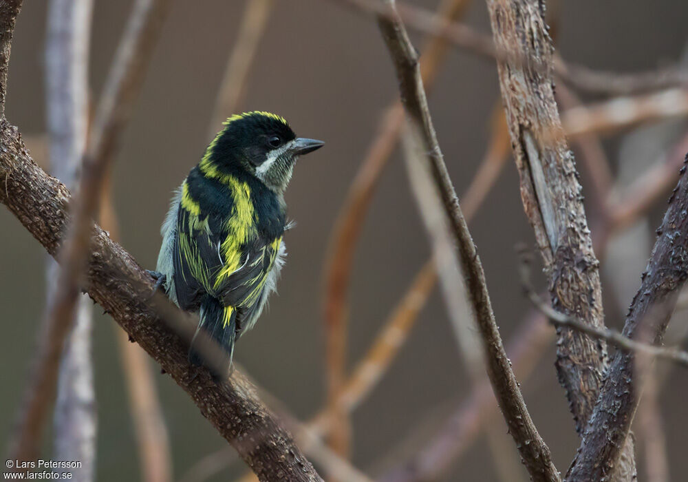 Western Tinkerbird