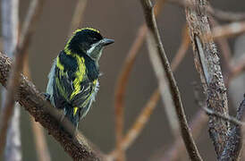 Western Tinkerbird